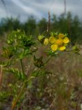 Potentilla supina subspecies paradoxa. Верхушка побега с цветком, бутонами и завязавшимся плодом. Магаданская обл., Ольский р-н, окр. пос. Армань, трасса Магадан-Армань вдоль побережья, 45 км, обочина второстепенной дороги. 16.07.2017.