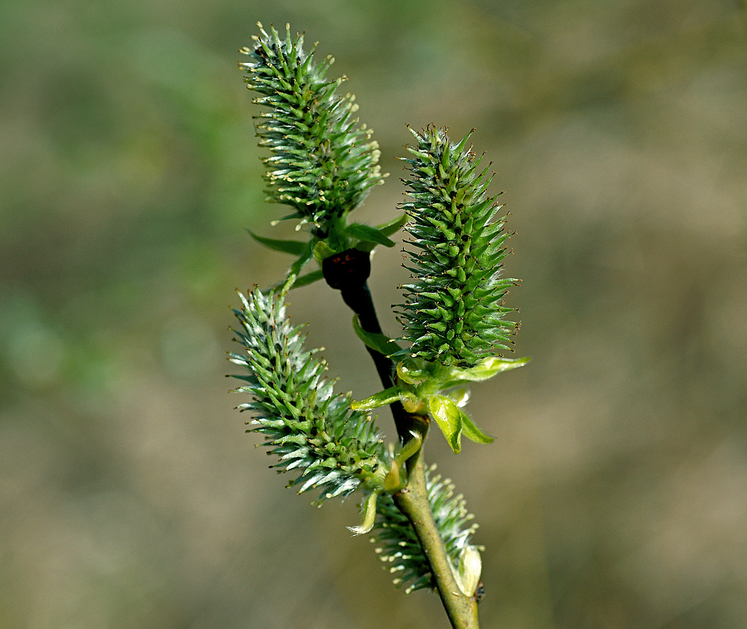 Image of genus Salix specimen.