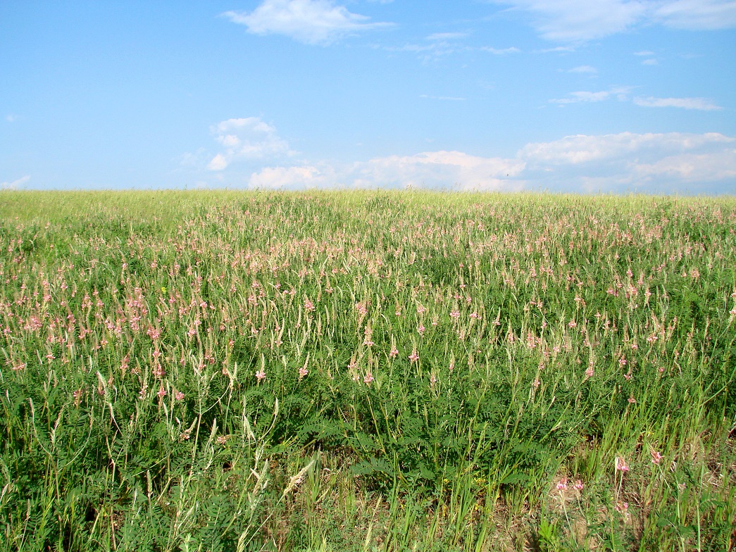 Изображение особи Onobrychis arenaria.