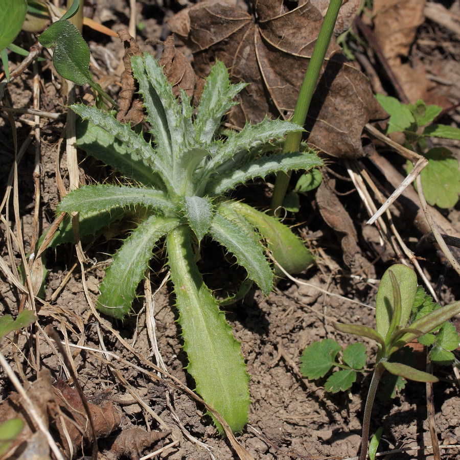 Image of Carlina fennica specimen.