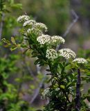 Spiraea flexuosa. Верхушка ветви с соцветиями. Монголия, аймак Архангай, вулкан Хэрийин, ≈ 2200 м н.у.м., каменистый склон. 06.06.2017.