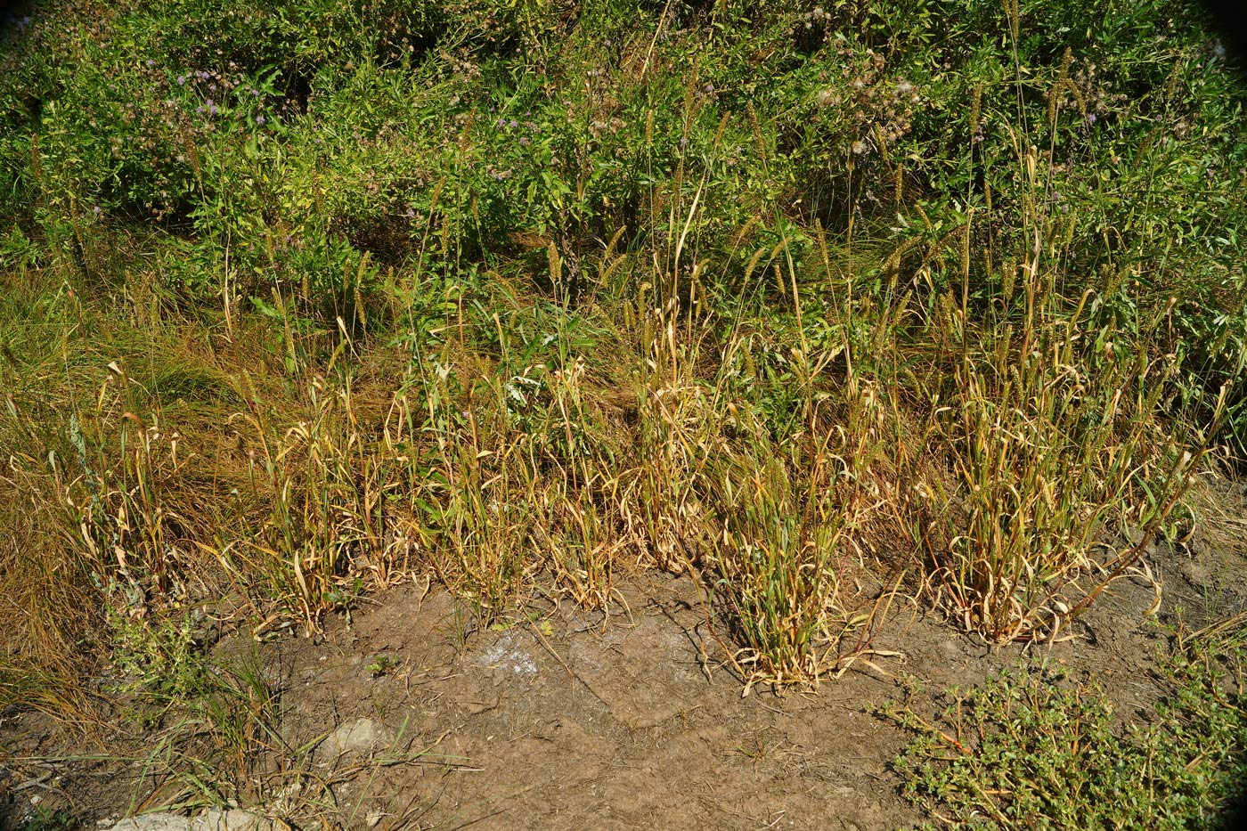 Image of Setaria pumila specimen.