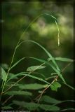Brachypodium sylvaticum. Цветущее растение. Республика Татарстан, Муслюмовский район, 26.07.2008.