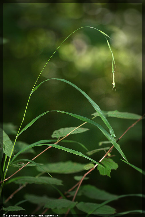 Изображение особи Brachypodium sylvaticum.