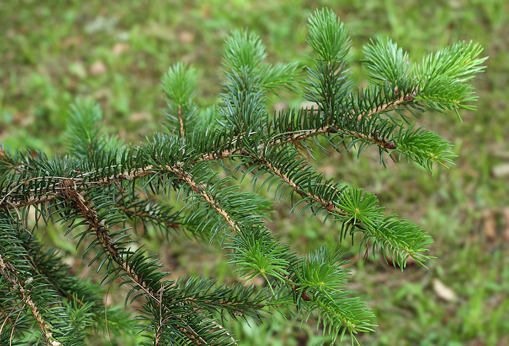 Image of Picea polita specimen.