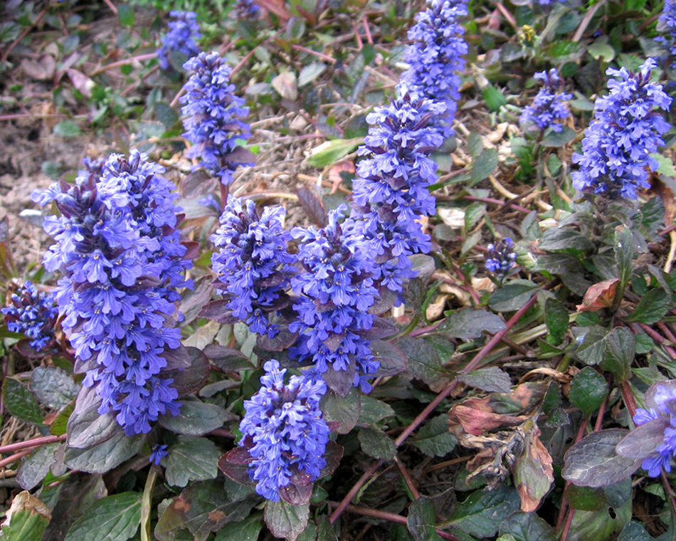 Image of Ajuga reptans specimen.