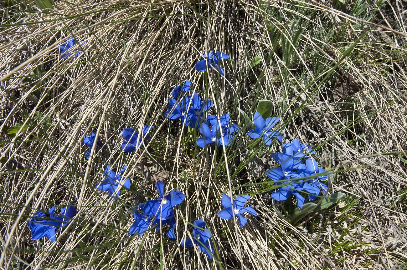 Изображение особи Gentiana angulosa.