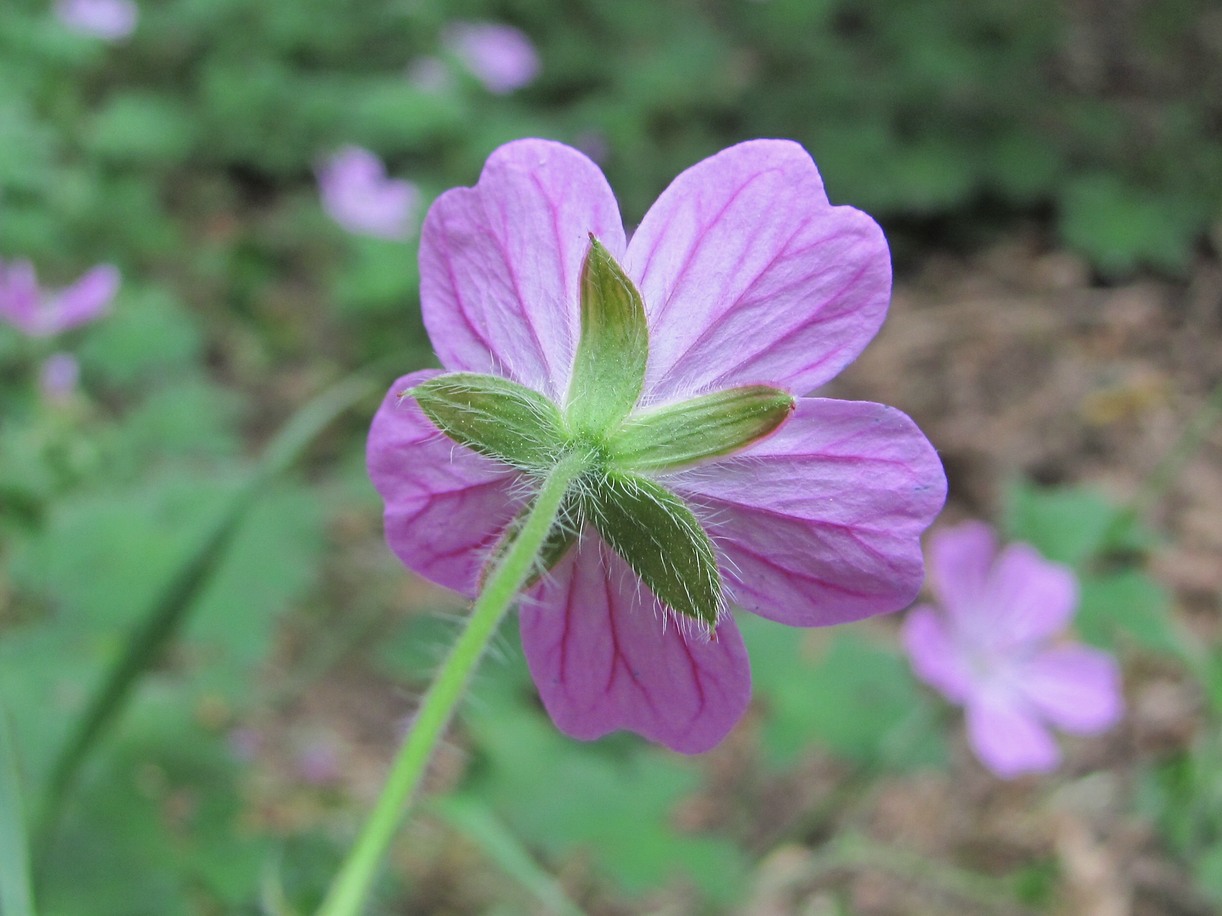 Изображение особи Geranium albanum.