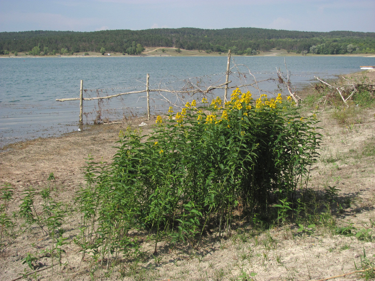 Изображение особи Lysimachia vulgaris.