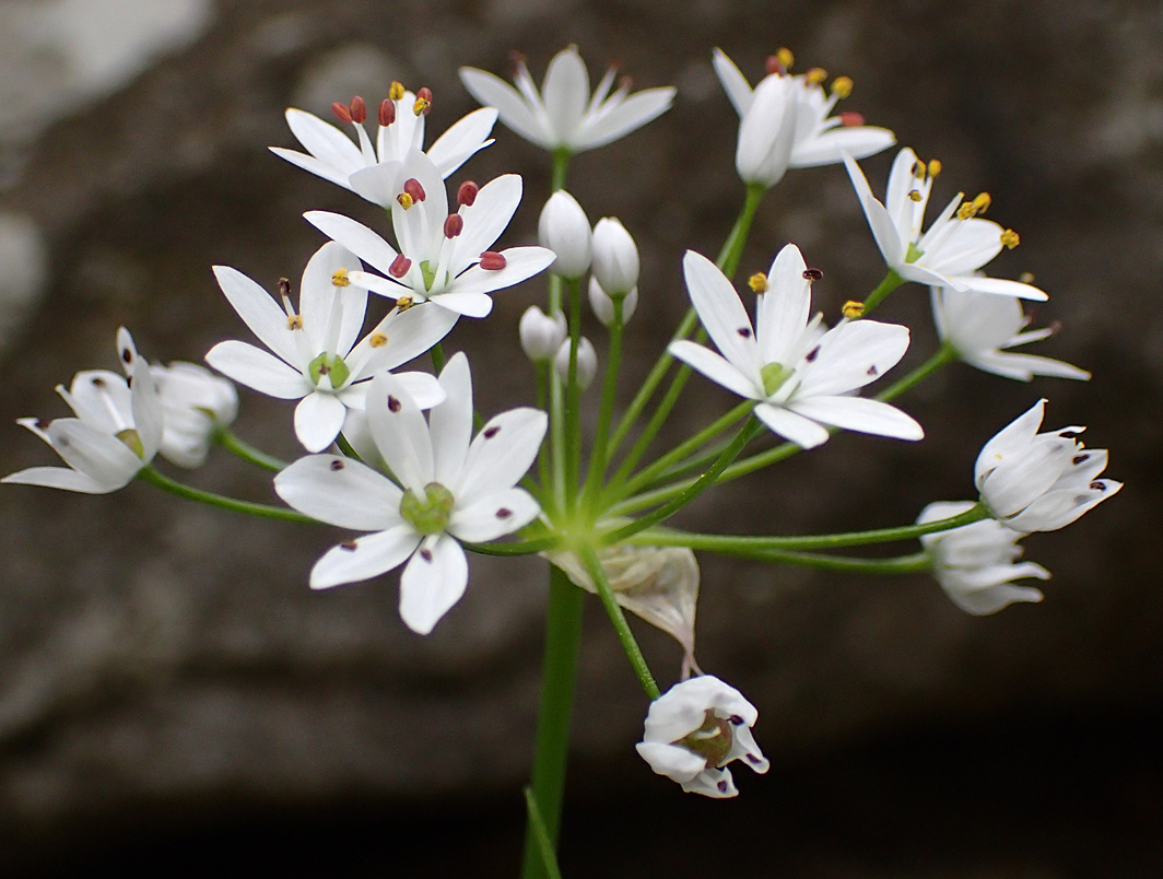 Image of Allium subhirsutum specimen.