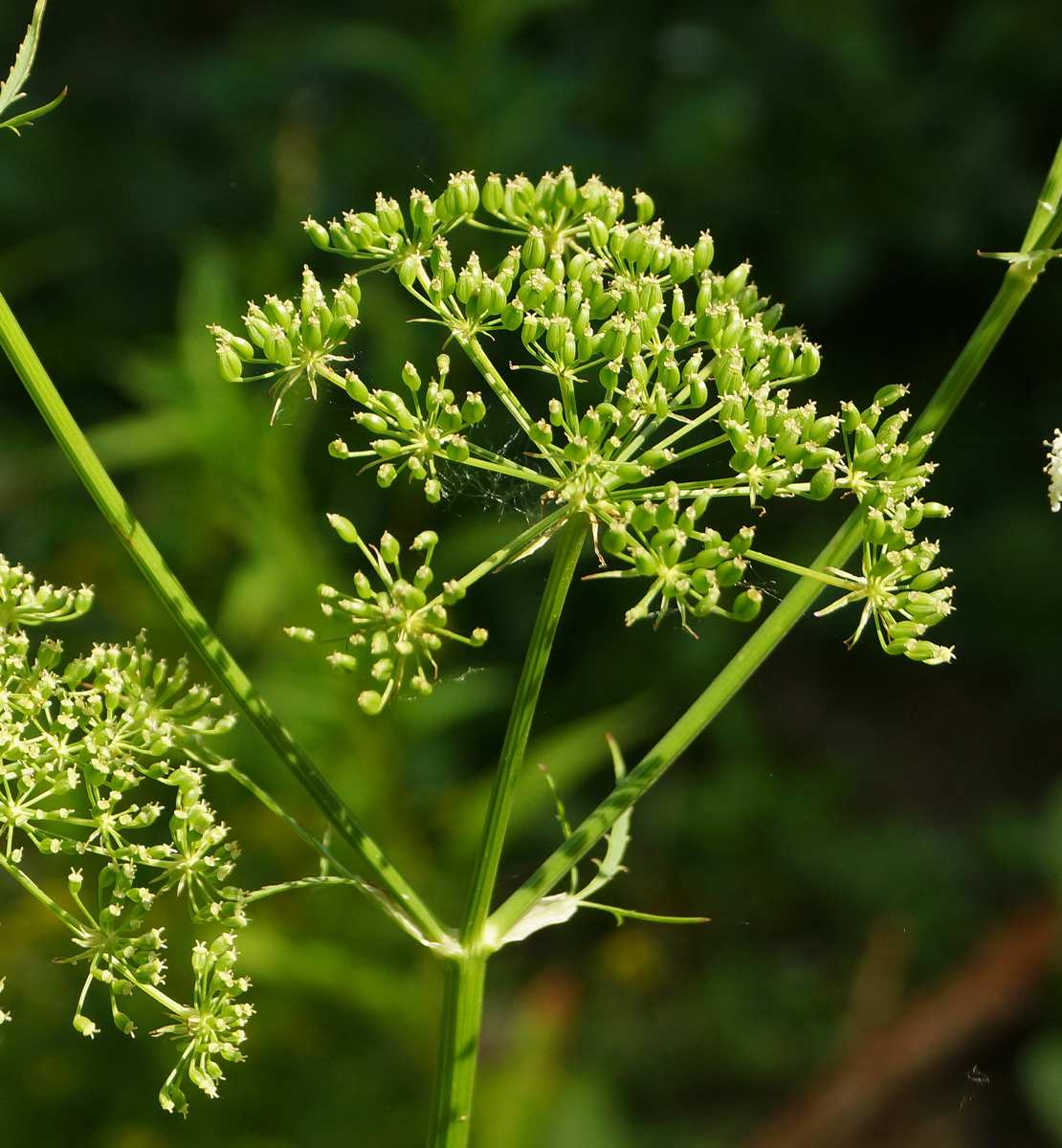 Image of Sium latifolium specimen.