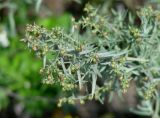 Artemisia glauca