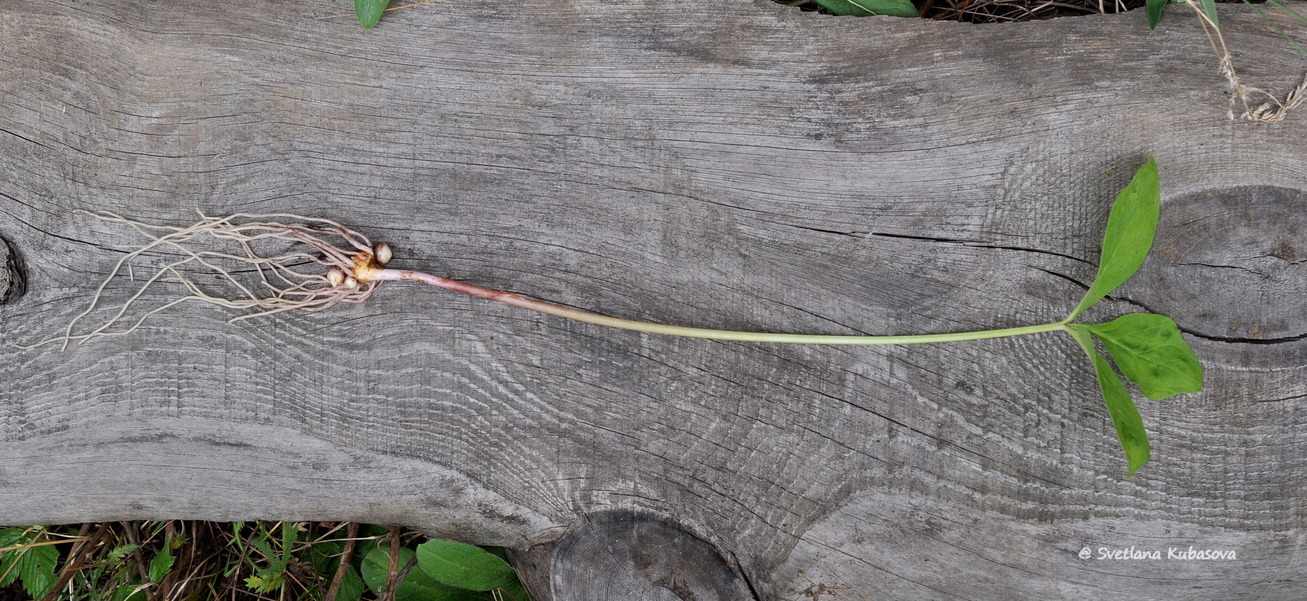 Image of Arisaema amurense specimen.