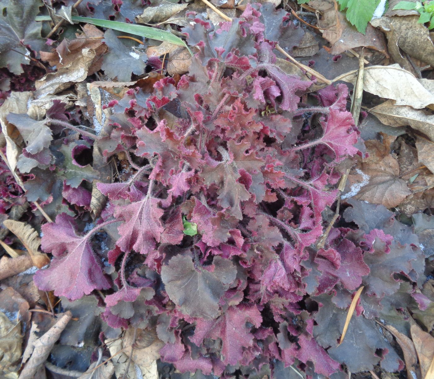 Image of Heuchera &times; hybrida specimen.