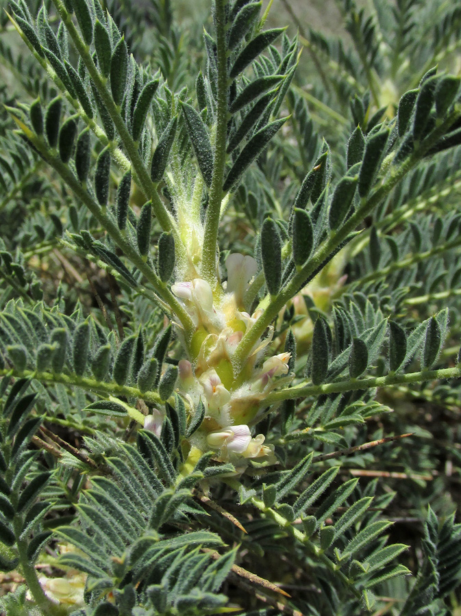 Изображение особи Astragalus denudatus.