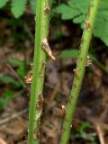 Смотреть изображение Dryopteris assimilis