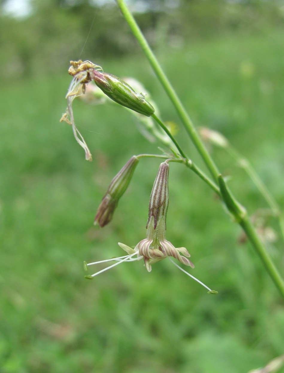 Image of Silene saxatilis specimen.