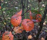 Amelanchier spicata