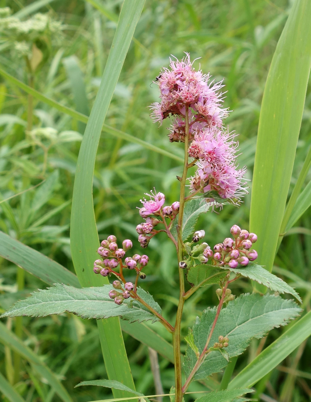 Изображение особи Spiraea salicifolia.