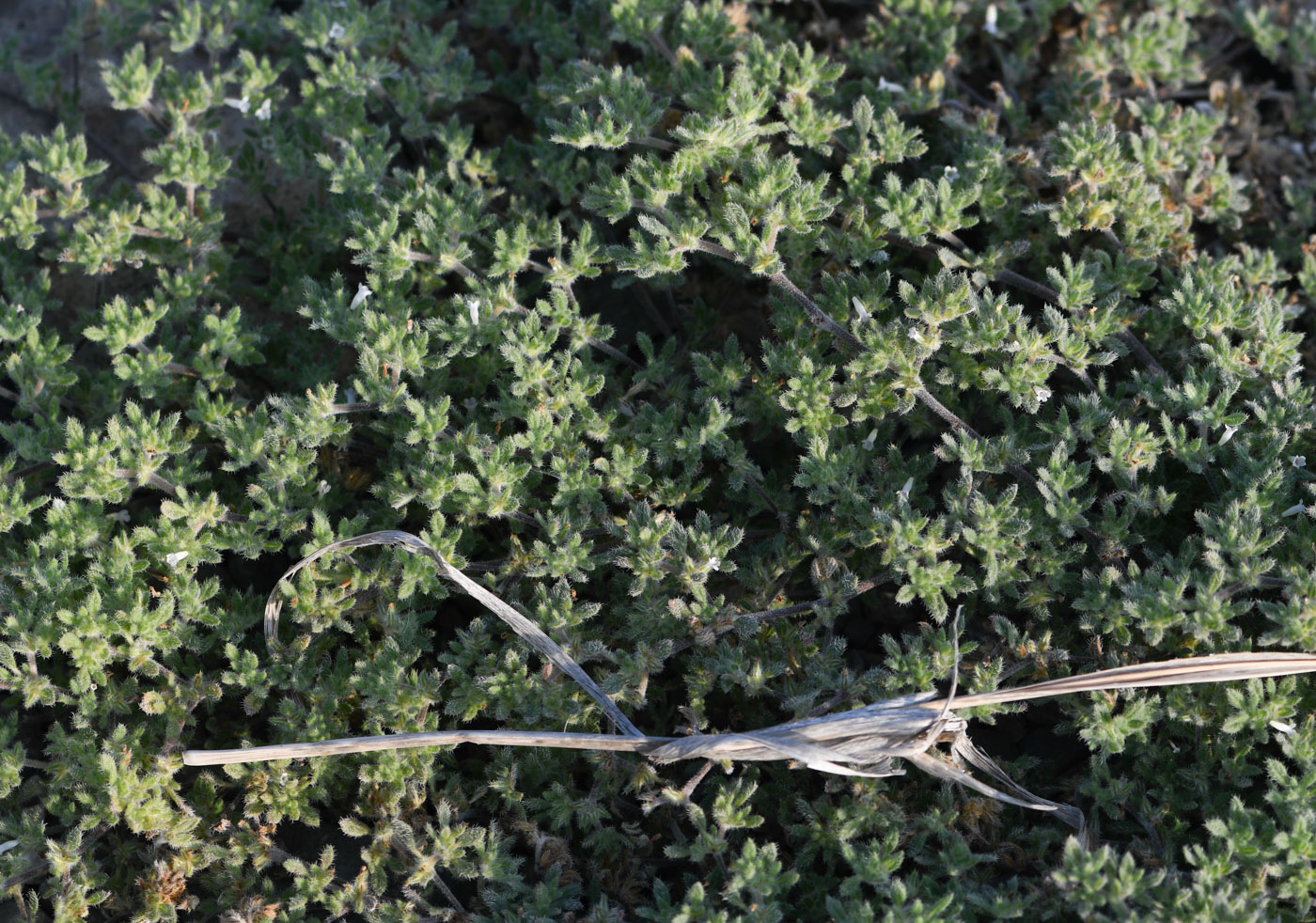 Image of Tiquilia paronychioides specimen.