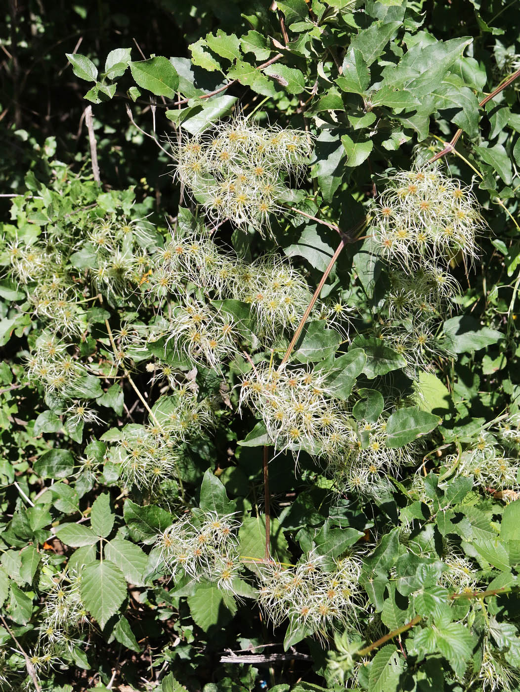 Image of Clematis vitalba specimen.