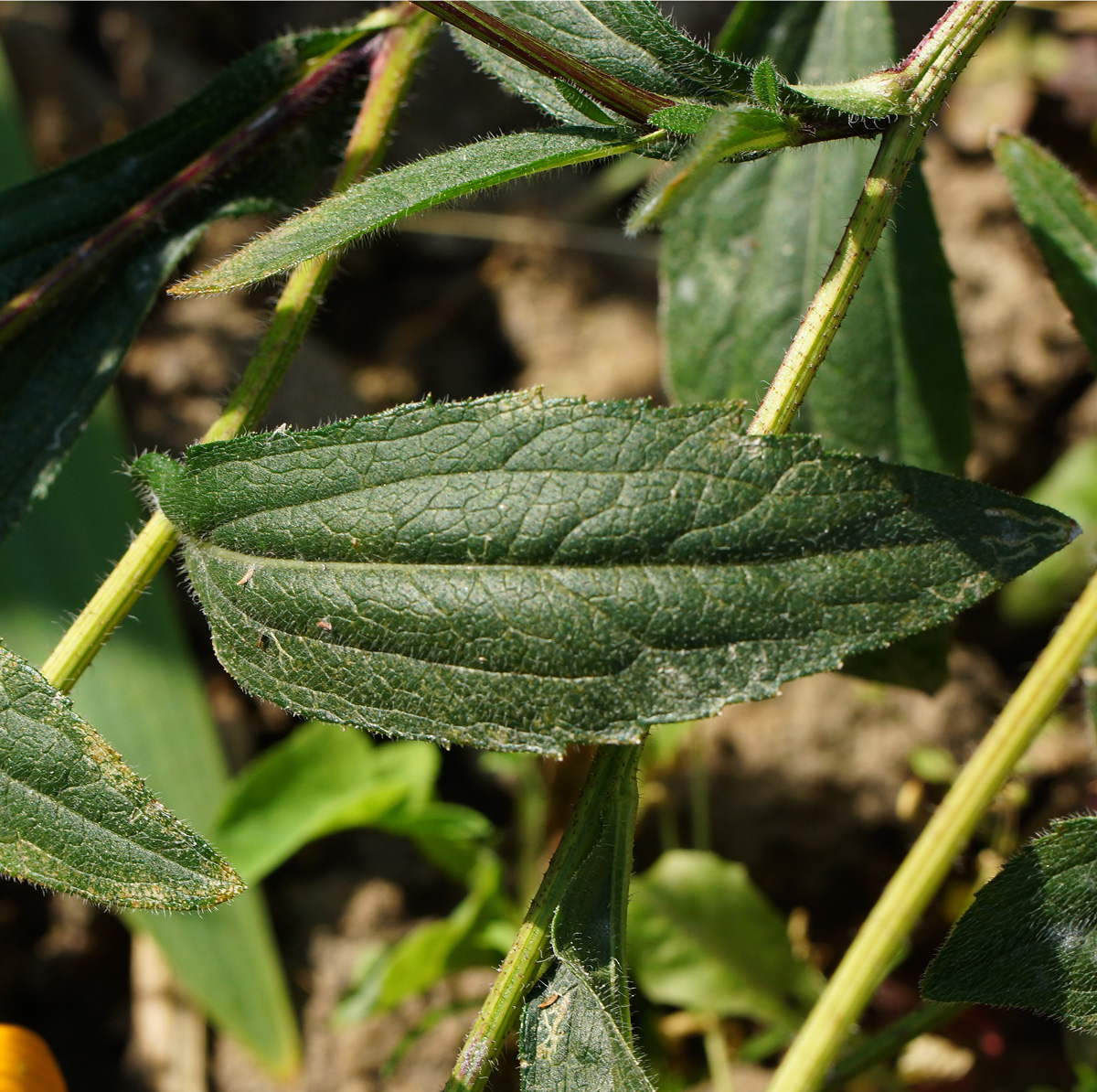 Image of Rudbeckia hirta specimen.