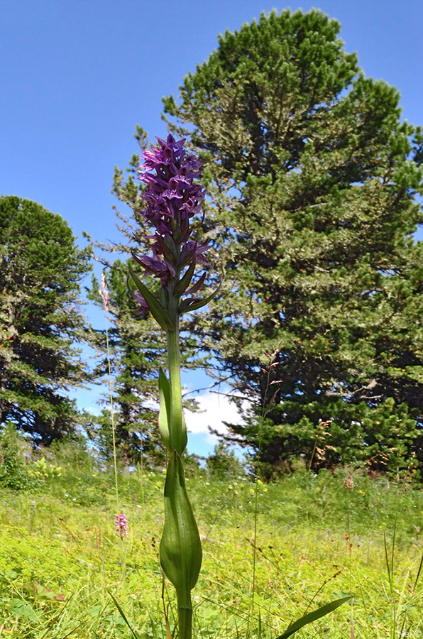 Image of Dactylorhiza sibirica specimen.