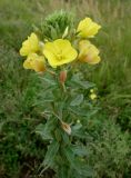 genus Oenothera. Верхушка цветущего и плодоносящего растения. Приморский край, Партизанский р-н, пос. Волчанец, побережье, задернованный уч. перед дорогой. 30.07.2019.