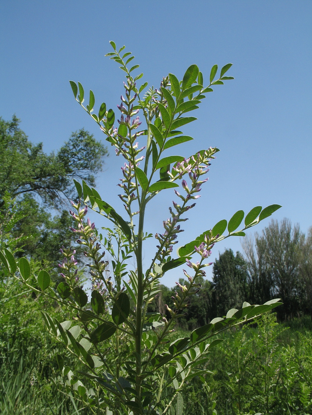 Изображение особи Glycyrrhiza glandulifera.