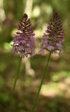 Смотреть изображение Anacamptis pyramidalis