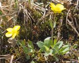 Ranunculus sulphureus