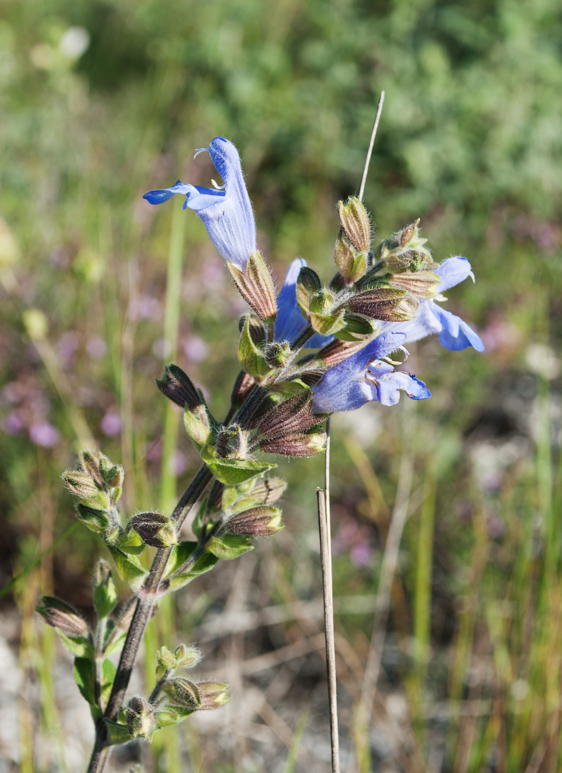 Image of Salvia tomentosa specimen.