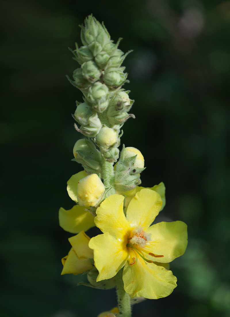 Изображение особи Verbascum phlomoides.