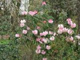 Rhododendron minus. Цветущее растение. ФРГ, Нижняя Саксония, Ольденбург, ботанический сад Ольденбургского университета, в культуре. 7 апреля 2007 г.