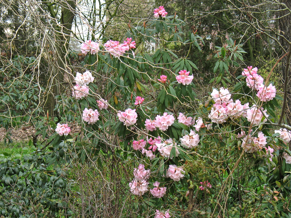 Image of Rhododendron minus specimen.