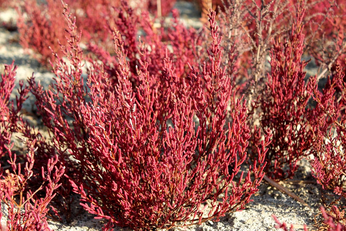 Изображение особи Salicornia perennans.