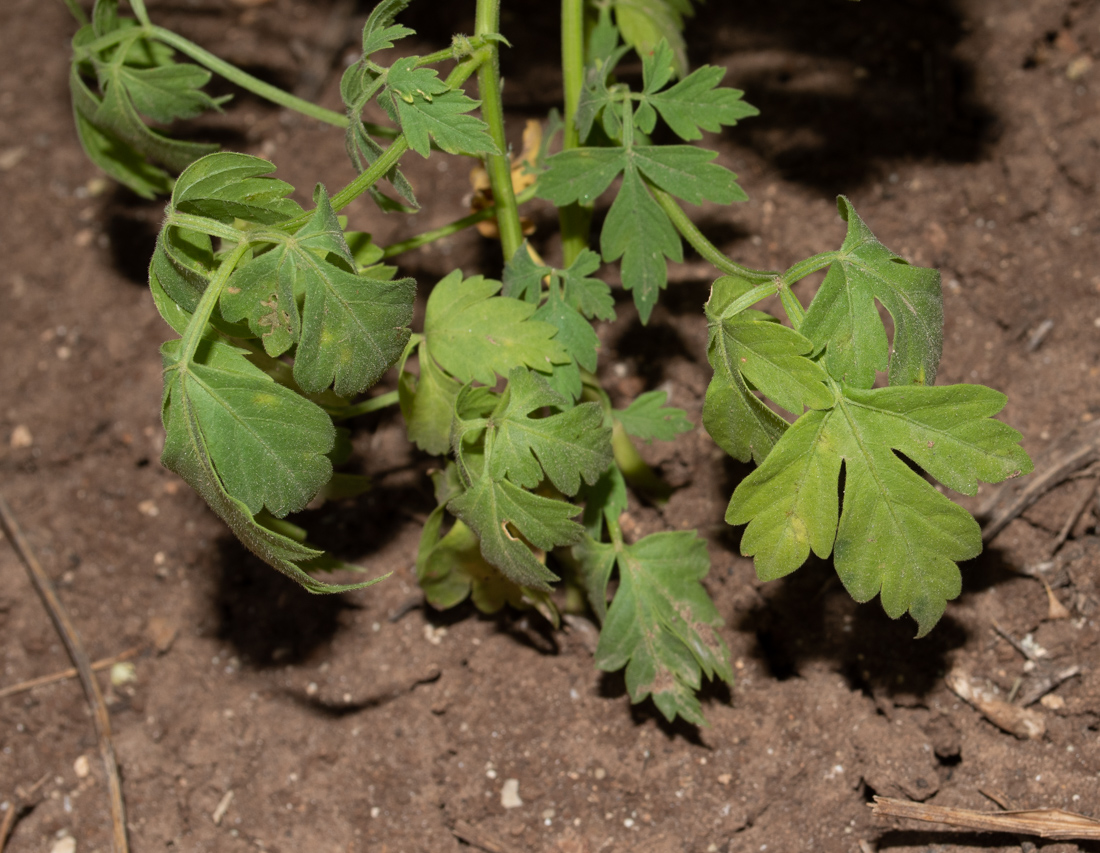 Изображение особи Cardiospermum halicacabum.