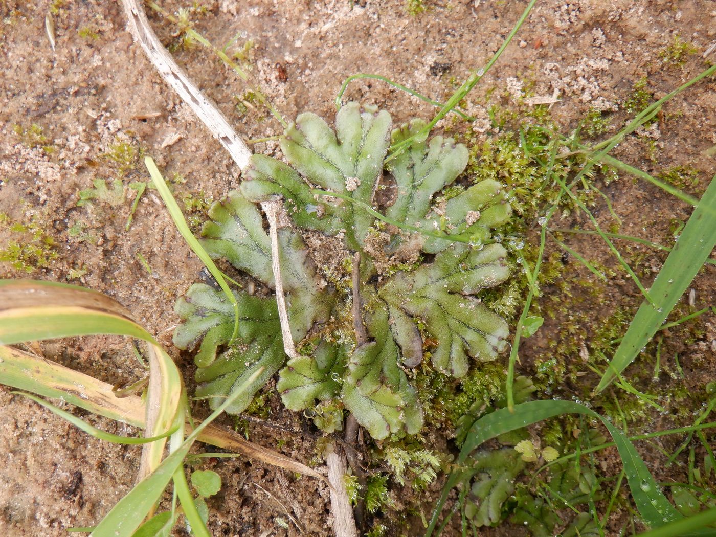 Изображение особи род Marchantia.