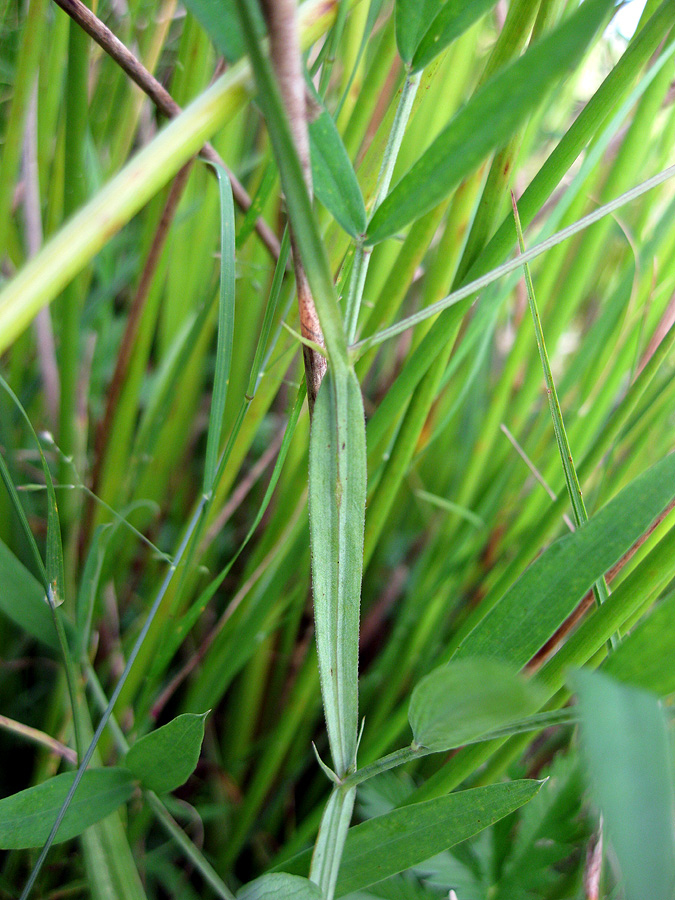 Изображение особи Lathyrus palustris.