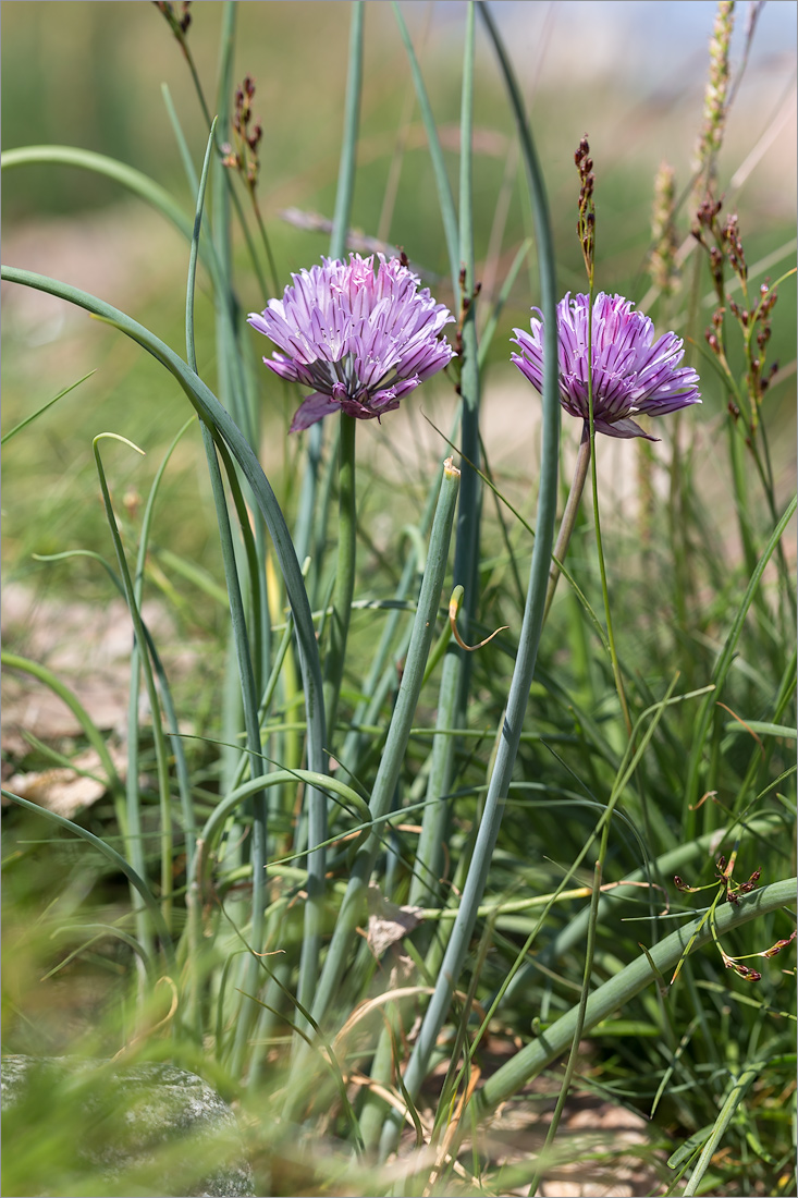 Image of Allium schoenoprasum specimen.