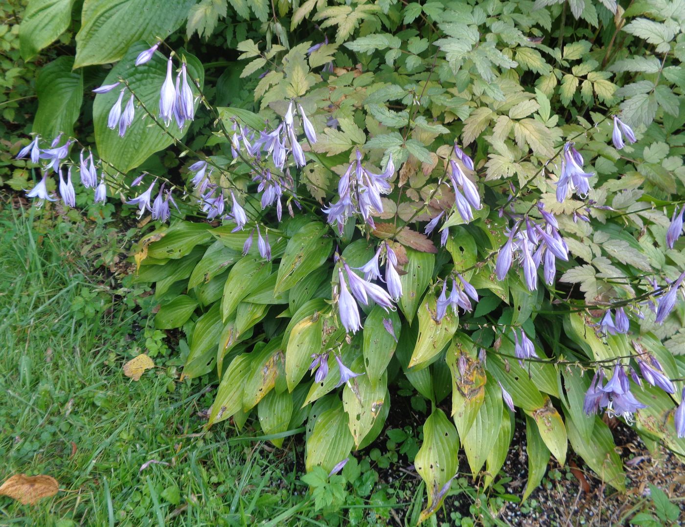 Image of Hosta albomarginata specimen.