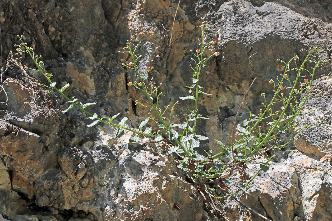 Изображение особи Scrophularia integrifolia.