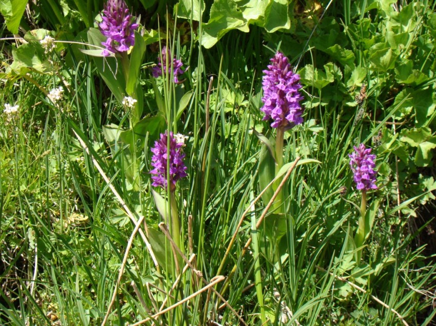 Image of genus Dactylorhiza specimen.