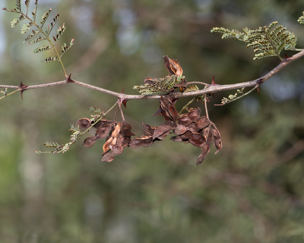 Image of Mimosa aculeaticarpa specimen.