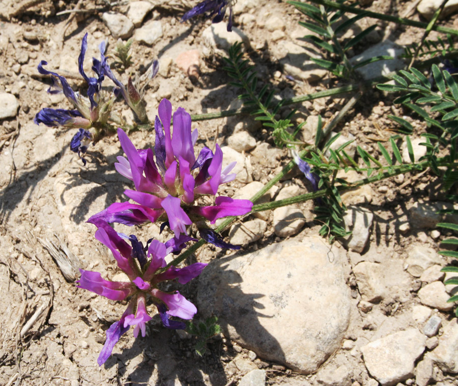 Image of Astragalus onobrychis specimen.