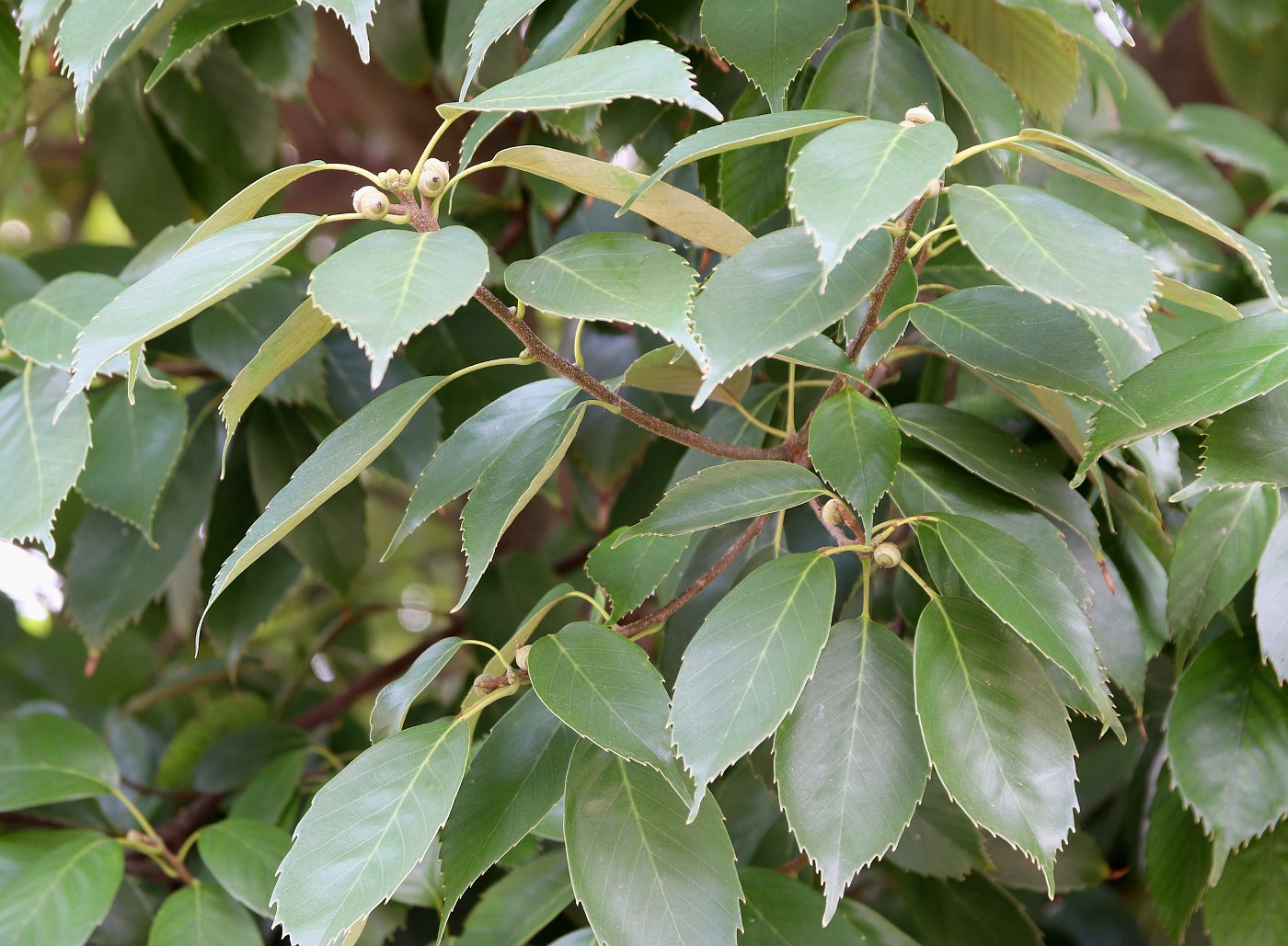 Изображение особи Quercus glauca.