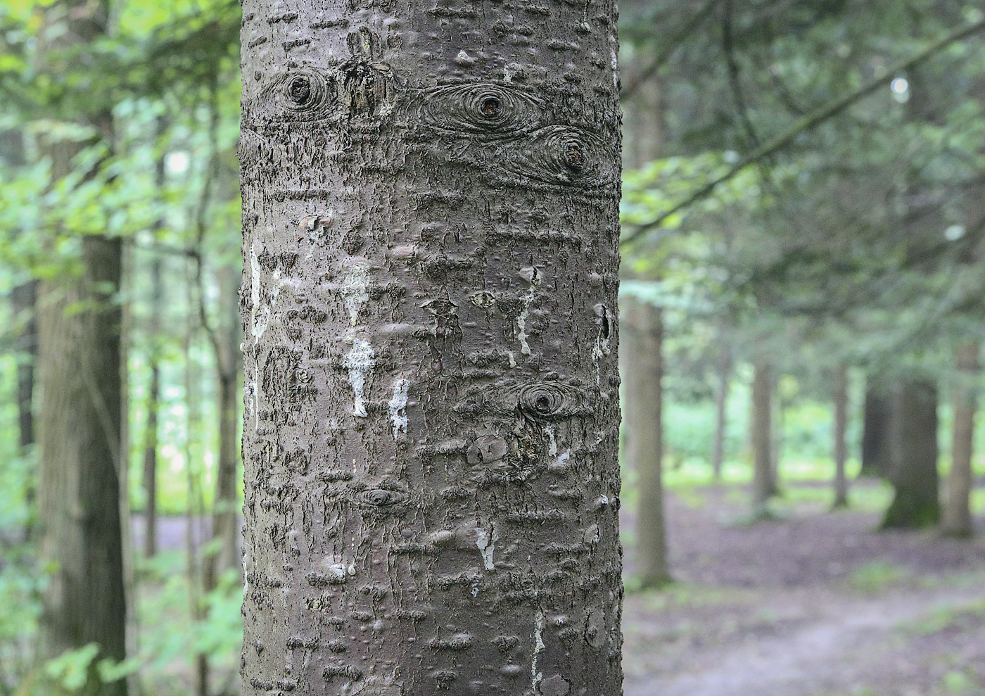 Image of Abies balsamea specimen.