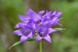 Campanula trautvetteri. Цветки. Республика Северная Осетия-Алания, Дигорский р-н, окр. с. Кора-Урсдон, Большой Кавказ, правый берег р. Суагдон, ≈ 1250 м н.у.м., субальпийский луг. 29.06.2021.