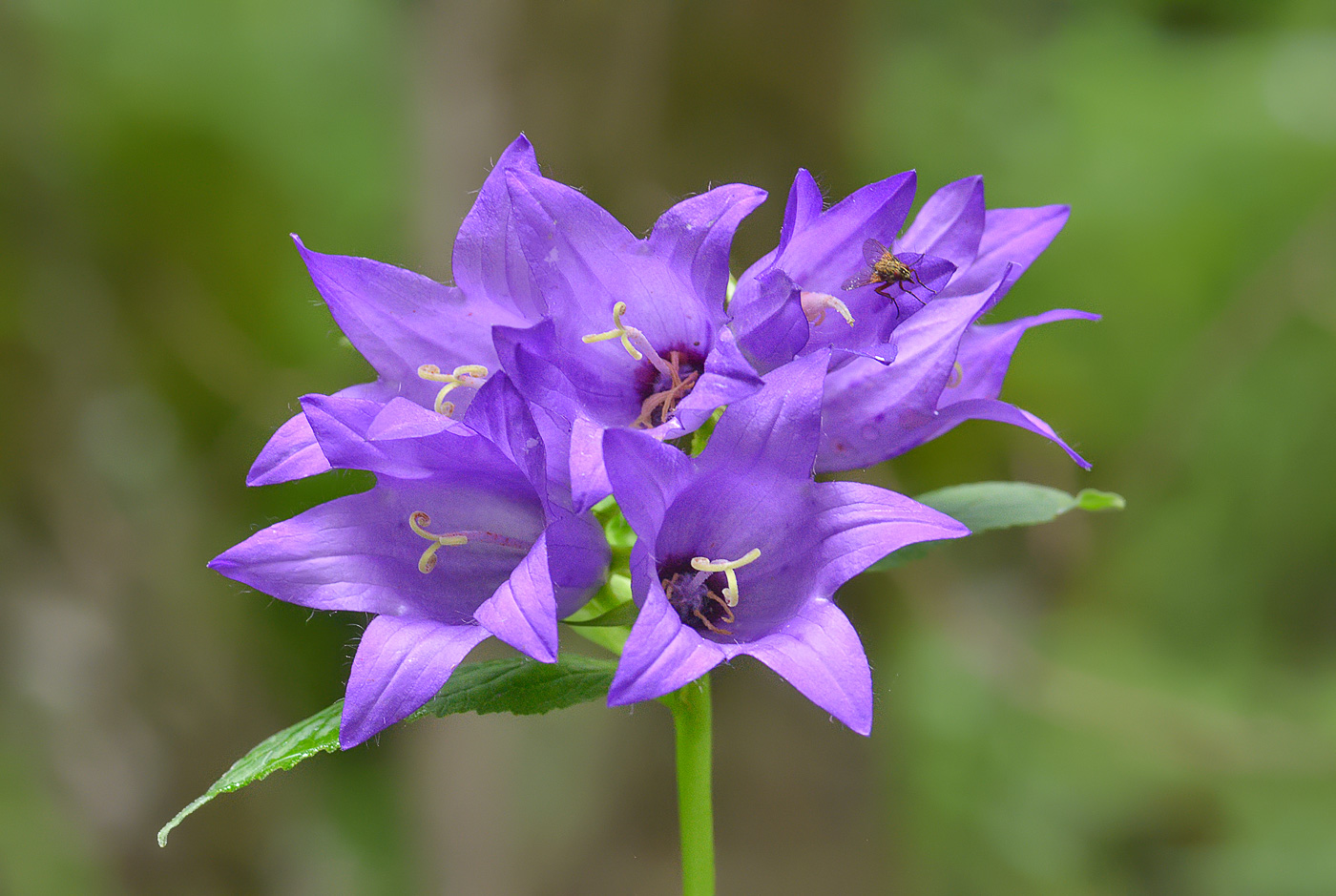 Изображение особи Campanula trautvetteri.