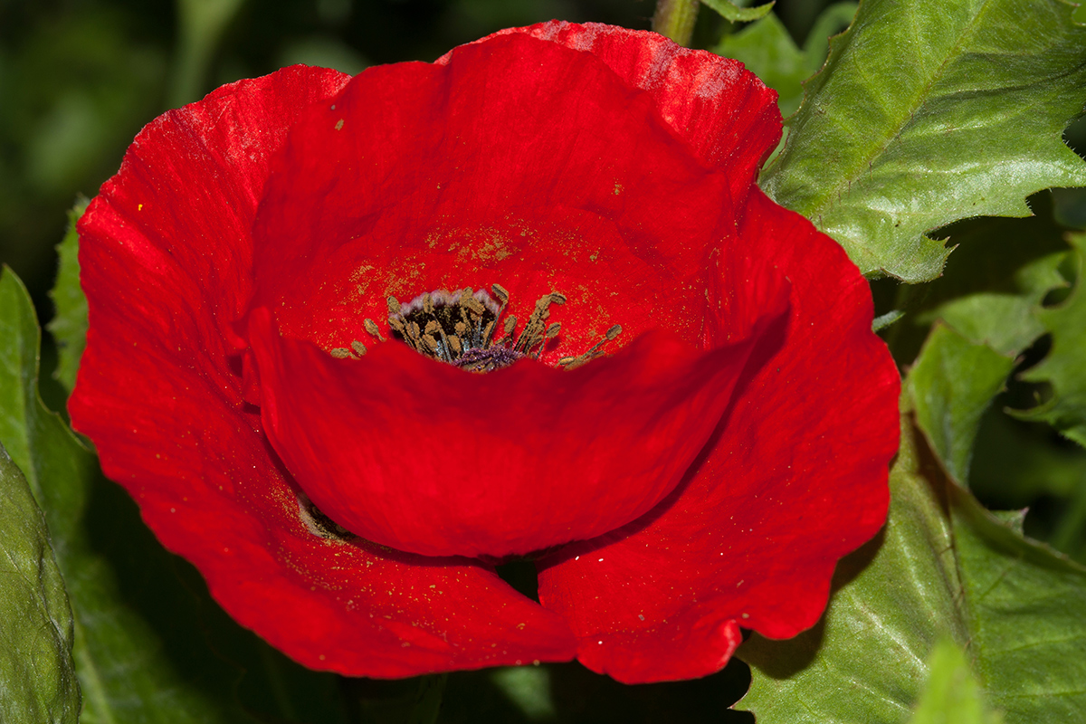 Изображение особи Papaver umbonatum.